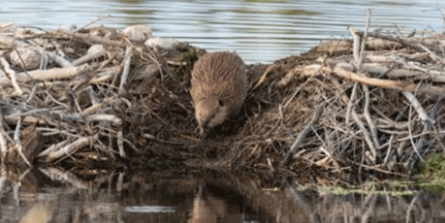 O ülkede şaşırtan olay! Kabloları kemirdiler, kasaba internetsiz kaldı