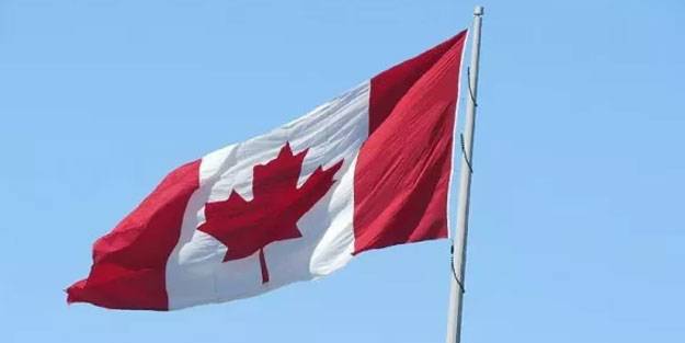 Kanada'dan Filistin'e zeytin ağacı