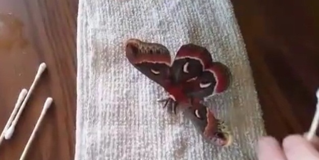 Kanadı kırık kelebeği ameliyat etti