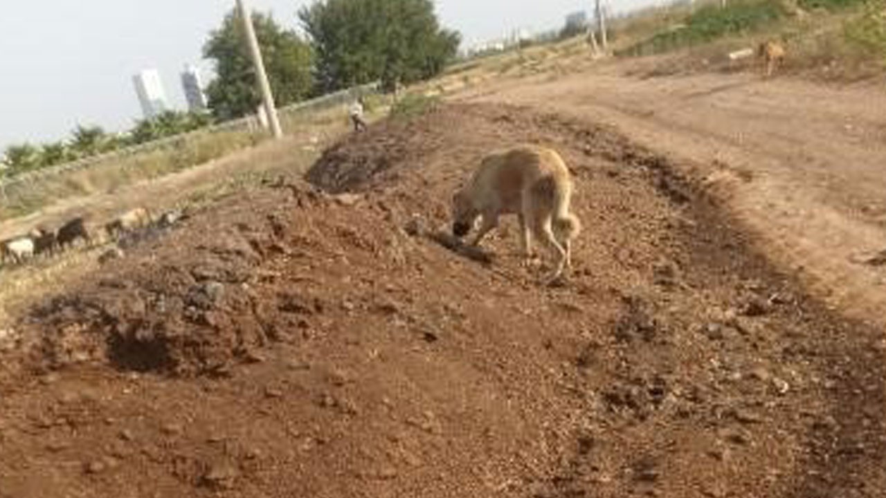 Kanal kenarındaki tavuk pisliği mahalleliyi isyan ettirdi!