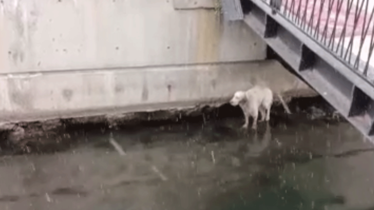 Kanala düşen köpek için seferber oldular