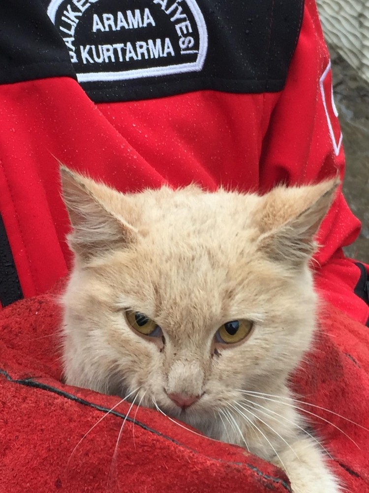 Kanala düşen yavru kedi kurtarıldı 