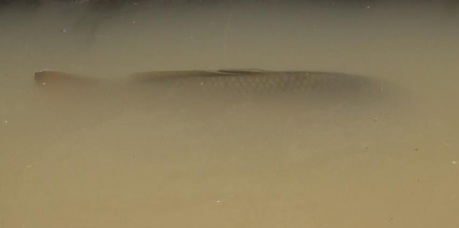 Kanaldaki balıklar şok etti