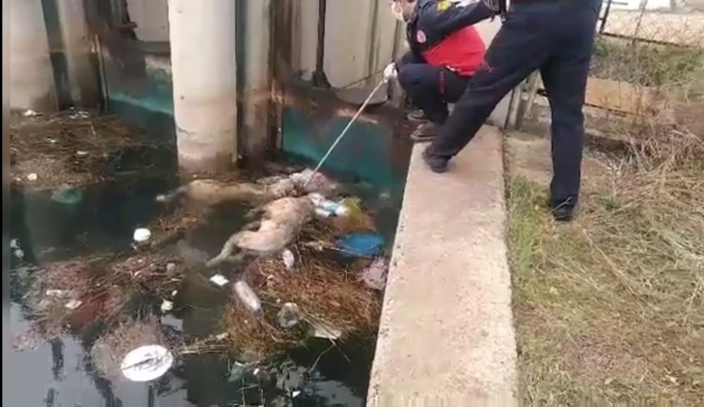 Kanaldaki köpek boğulan arkadaşını kurtarmaya çalıştı 