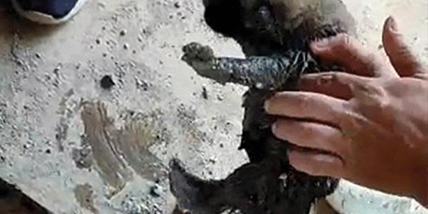 Kanalizasyon borusuna atılan yavru köpekler, ses dinlemesiyle kurtarıldı