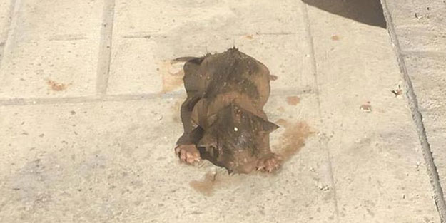 Kanalizasyon çukuruna düşen yavru kedi kurtarıldı