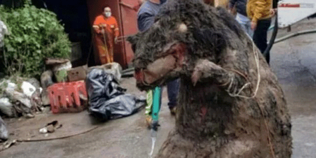 Kanalizasyondan çıkarıldı! Dev fare görenleri dehşete düşürdü