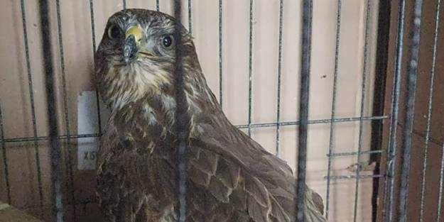 Kanat tüyleri kesilen kızıl şahin tedaviye alındı