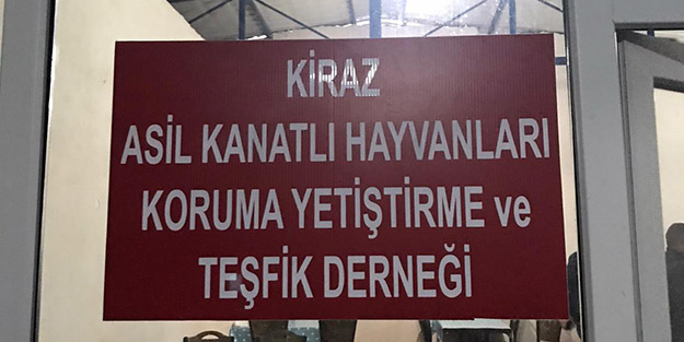 Kanatlı hayvanları koruma derneğine 'horoz dövüşü' baskını!
