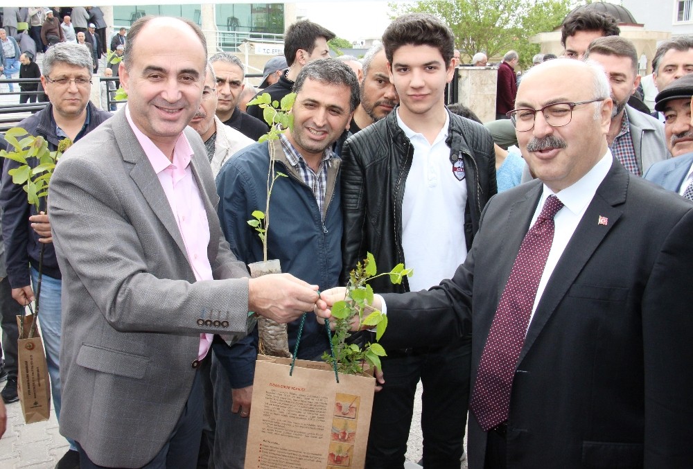 Kandil fidanları Aydın’ı yeşertecek 