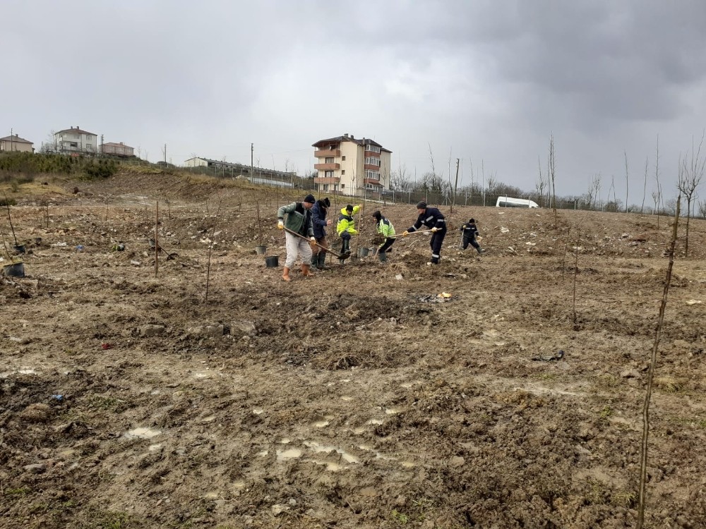 Kandıra kent ormanı ağaçlandırılıyor 