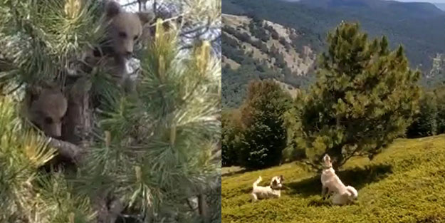 Kangal gören ayı kaçacak yer aradı