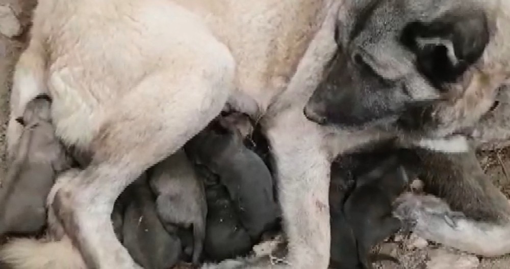 Kangal köpeği 11 yavru doğurdu 