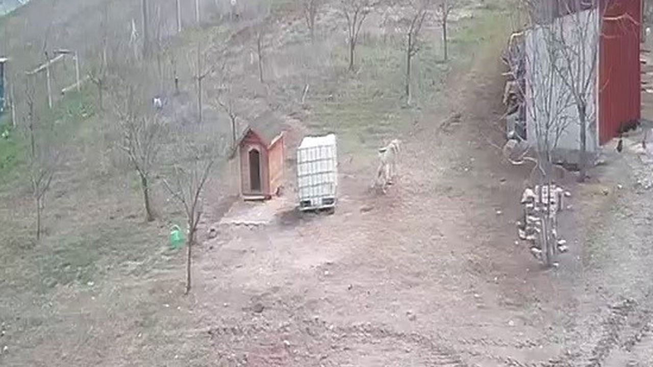 Kangal köpeğinden inanılmaz refleks! Tavukları bakın nasıl kurtardı