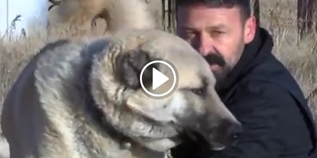 Kangal köpekleri, külliyenin korunmasına talip