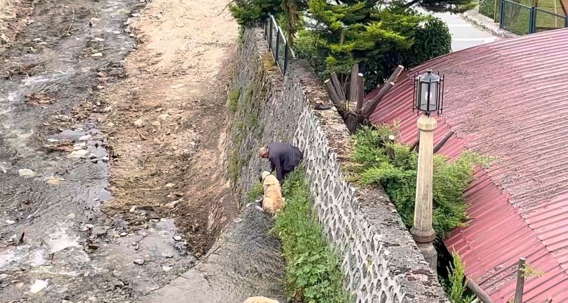 Kangal köpekleri derede mahsur kaldı, sahibi hayatlarını kurtardı!