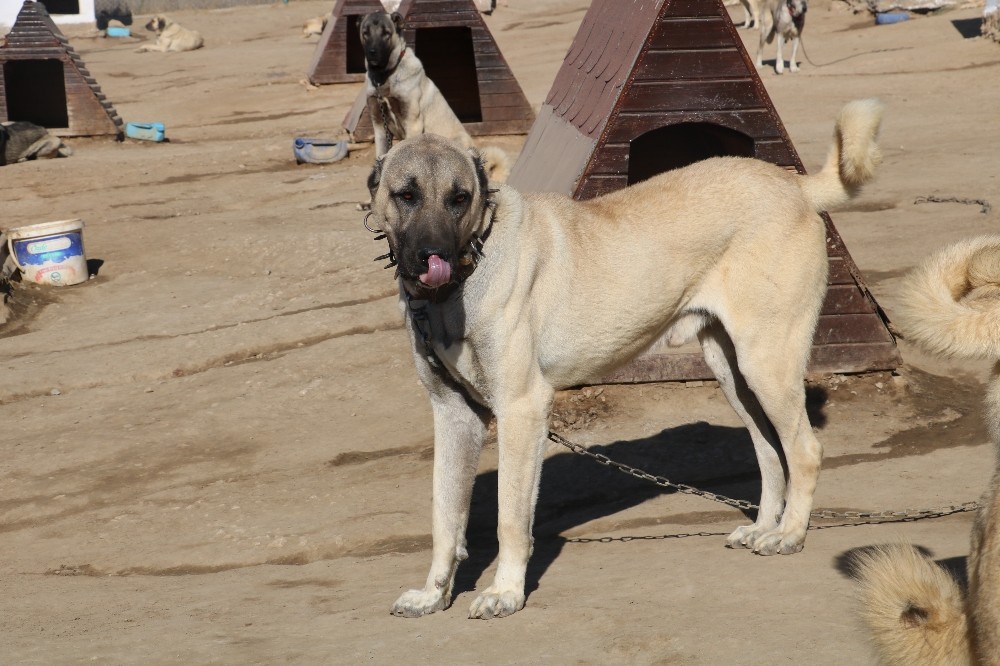 Kangal köpeklerine 7 milyon liralık tesis 