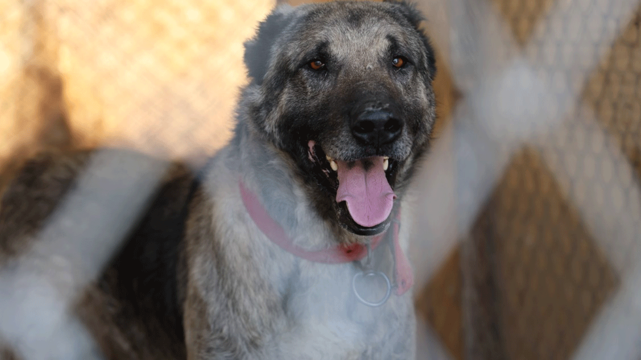 Kangal köpeklerinin efsanesi bitiyor mu? Uzmanı cevapladı!