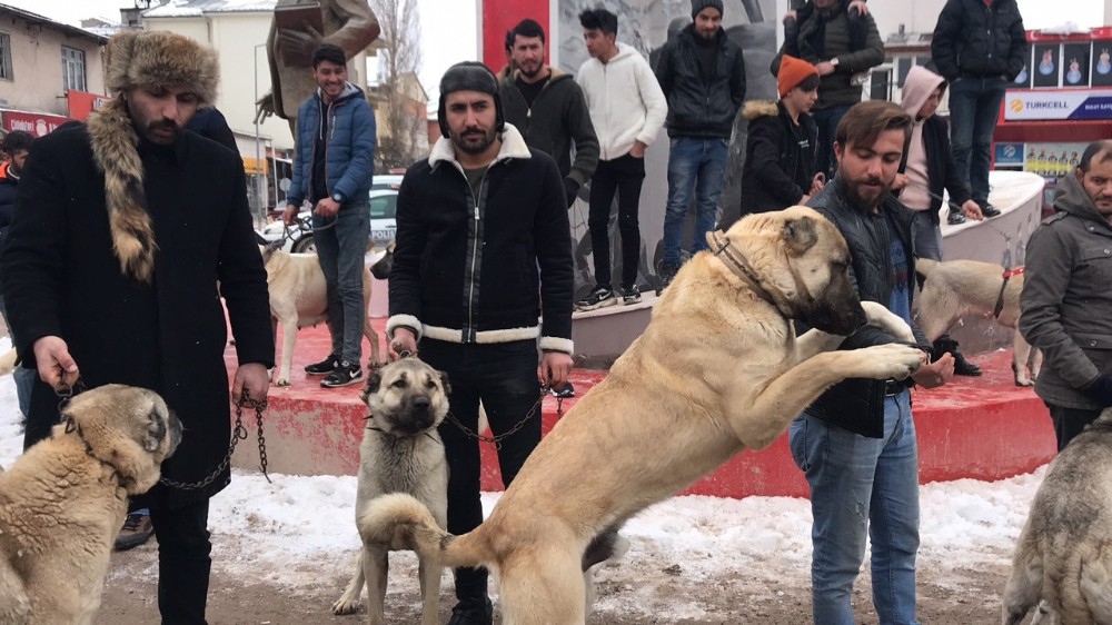 Kangal köpekli basın açıklaması 