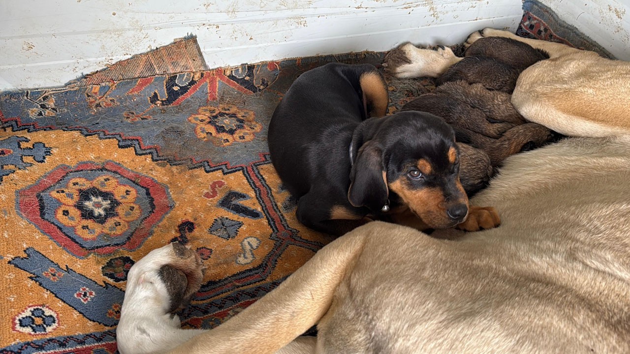 Kangal Maya, annesiz yavrulara kol kanat gerdi