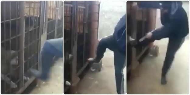 Kangala tekme attığına pişman oldu! (VİDEO)