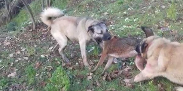 Kangallar köye inen kurdu parçaladı!