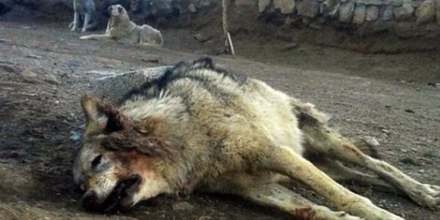 Kangallara kafa tutan kurt pişman oldu