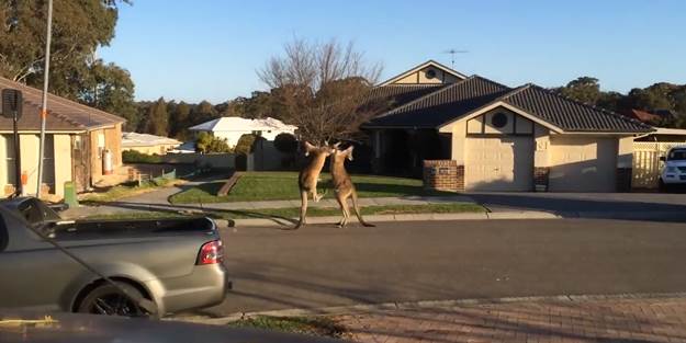 Kanguruların güldüren kavgası