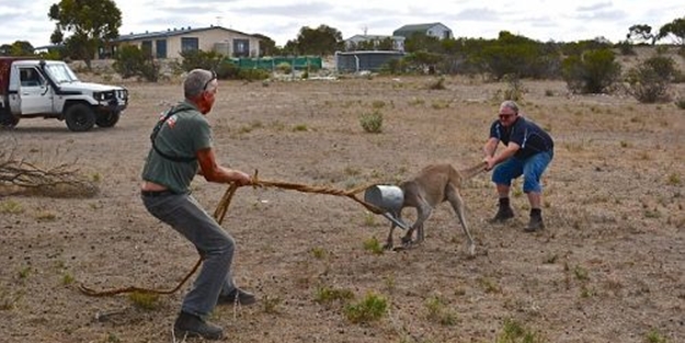 Kanguruya işkence gibi kurtarma