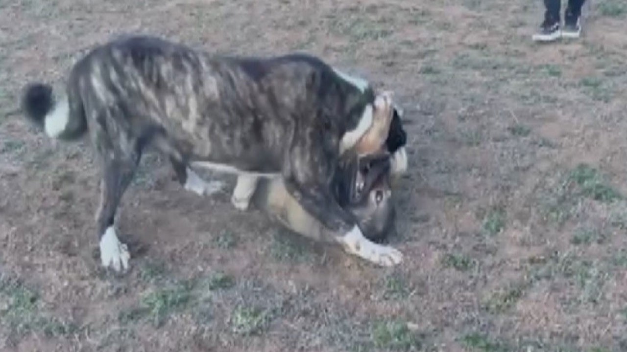 Kanlar içinde yere yığıldı... Köpekleri acımasızca dövüştürdüler