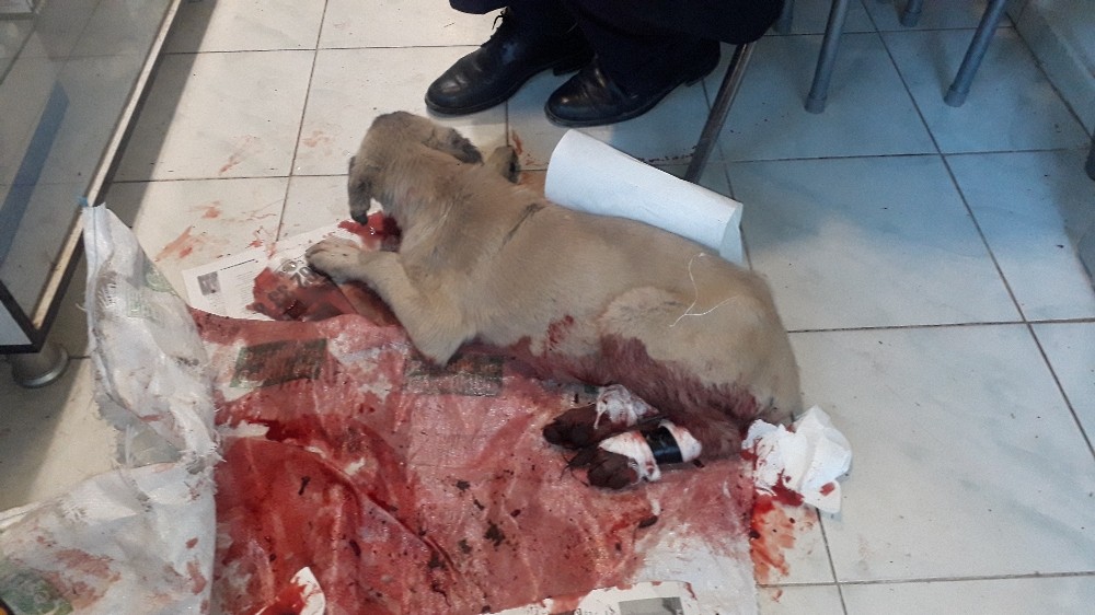 Kanlar içinde yolda buldu 