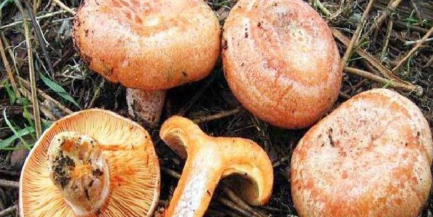 Kanlıca mantarı faydaları nelerdir? Kanlıca mantarı kavurma tarifi