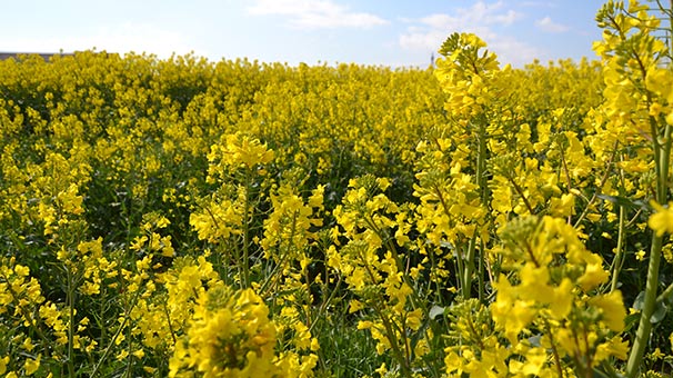 Kanola Silivrili çiftçinin gelir kaynağı oldu