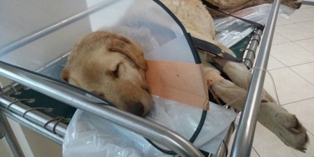 Kanser olan köpek için seferber oldular