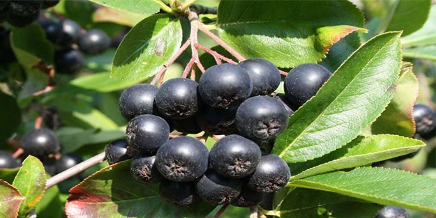 Kanser savaşçısı aronya meyvesinin inanılmaz faydaları