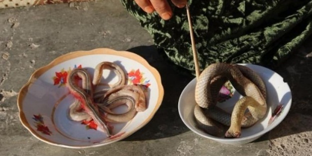 Kanserden kurtulmak için zehirli yılan yiyor!