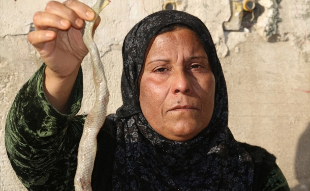 Bu kadın zehirli yılan yiyor! Sebebi...