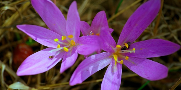 Kansere çiğdem bombası