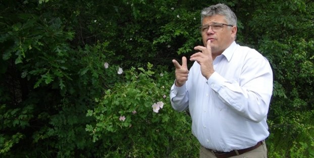 Kansere karşı arı tedavisi