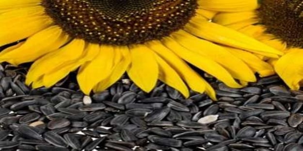 Kansere karşı ay çekirdeği