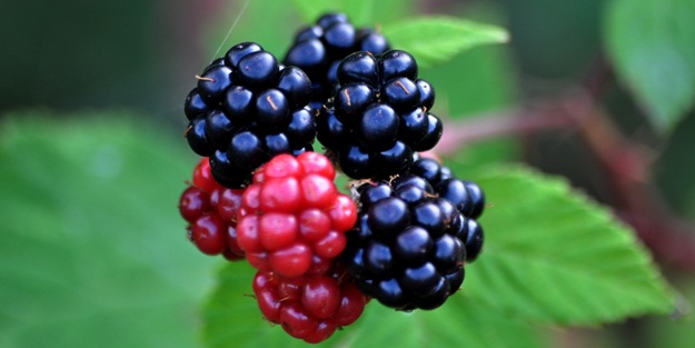 Böğürtlenin müthiş faydası!