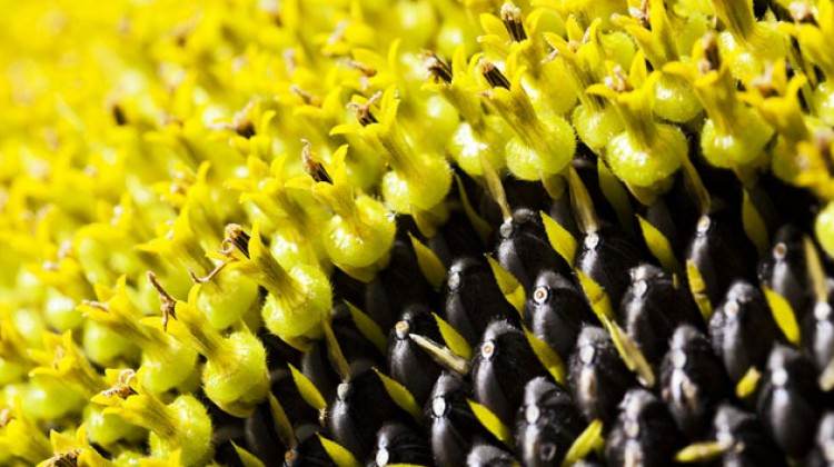 Kansere karşı en etkili doğal gıda