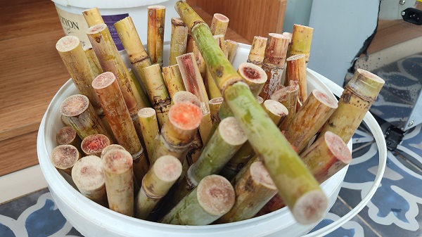 Kansere karşı koruyucu! Bardak bardak satılıyor