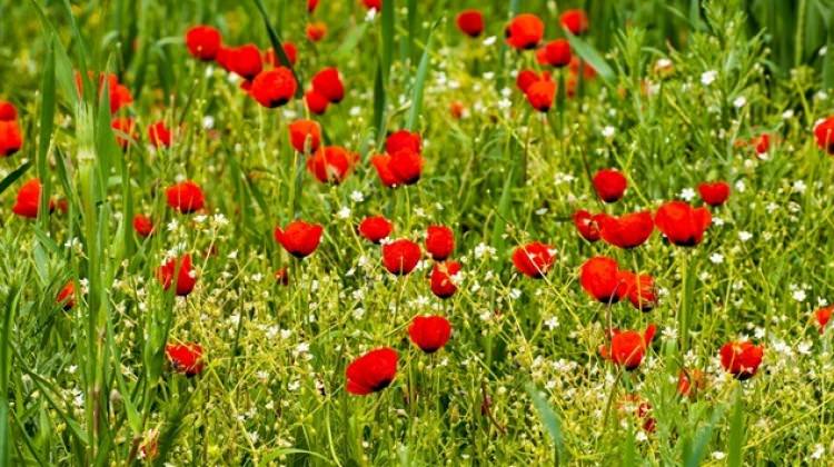 Kansere karşı yeni şifa gelincik çiçeği