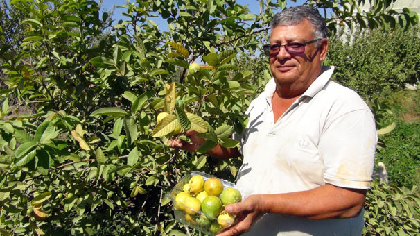 Kansere karşı yerli üretim guava