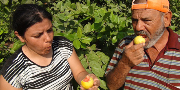 Kansere karşı yerli üretim guava! Her derde deva