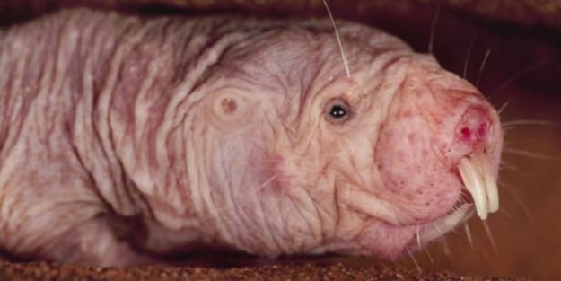 Kansere yakalanmayan gizemli hayvan türleri