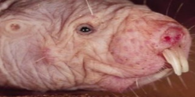 Kansere yakalanmayan hayvan