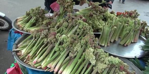 Kanseri iki günde bitiren bitki! Dünya onu konuşuyor