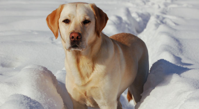 Kanseri köpekler tespit edecek